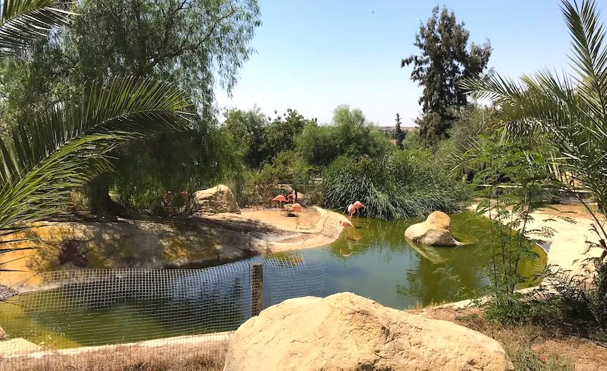 Flamants roses dans Friguia Park