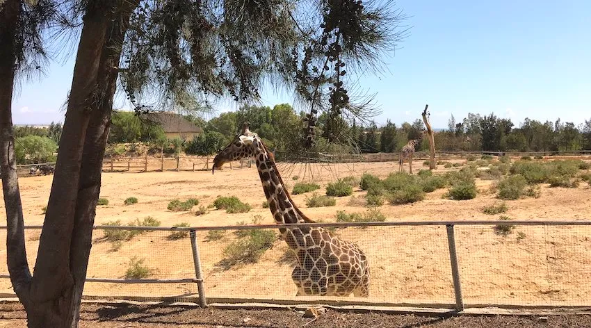 Girafes dans le parc Friguia