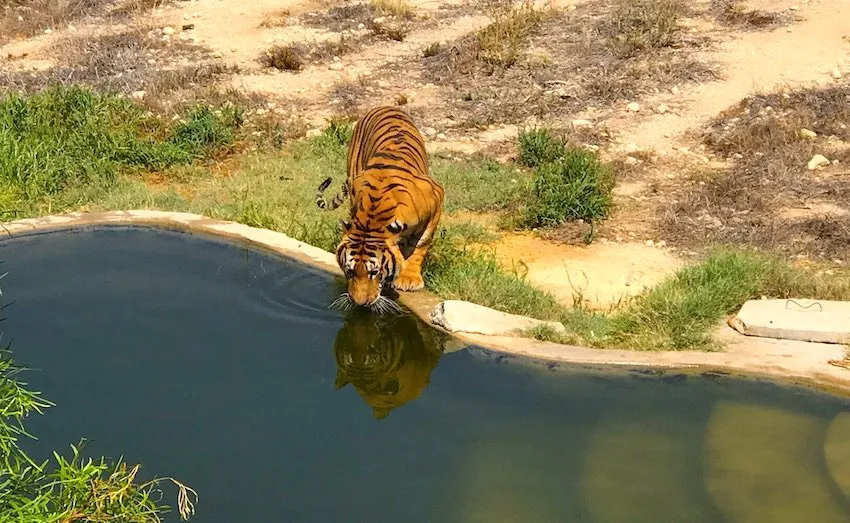 Tigre dans le parc Friguia